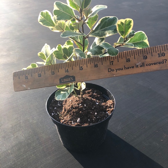 Variegated Ficus Triangularis - Picture 4 of 4